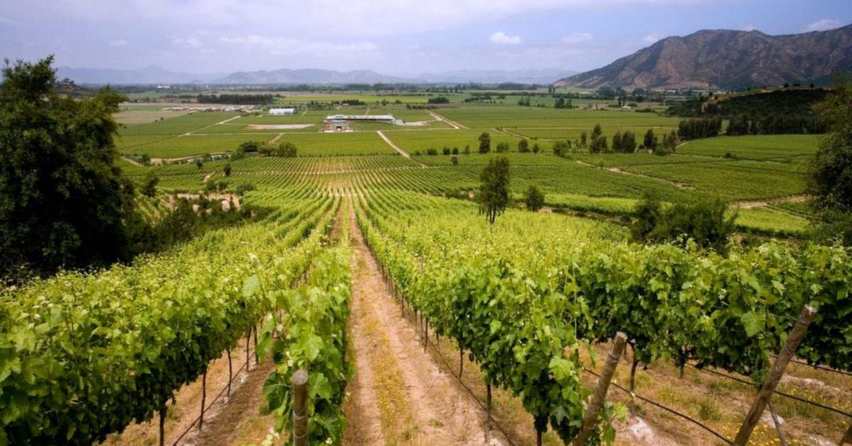 Hileras de parras sobre el valle central, con la bodega, los potreros y los cerros al fondo.